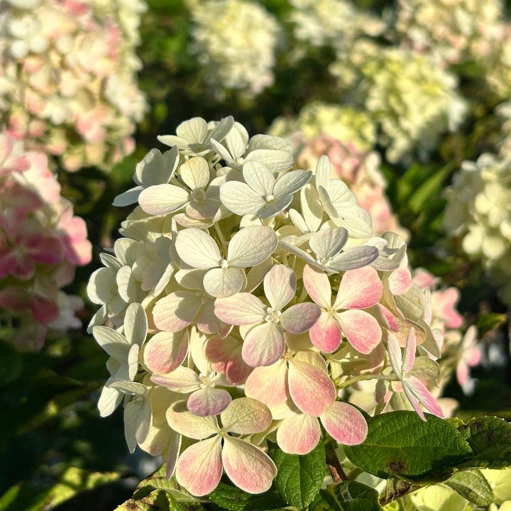 Little Lime Punch Hydrangea with green white pink and red flowers