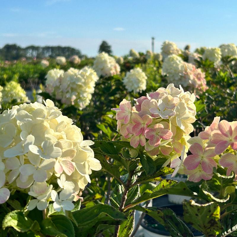 Little Lime Punch Hydrangea with green white pink and red flowers