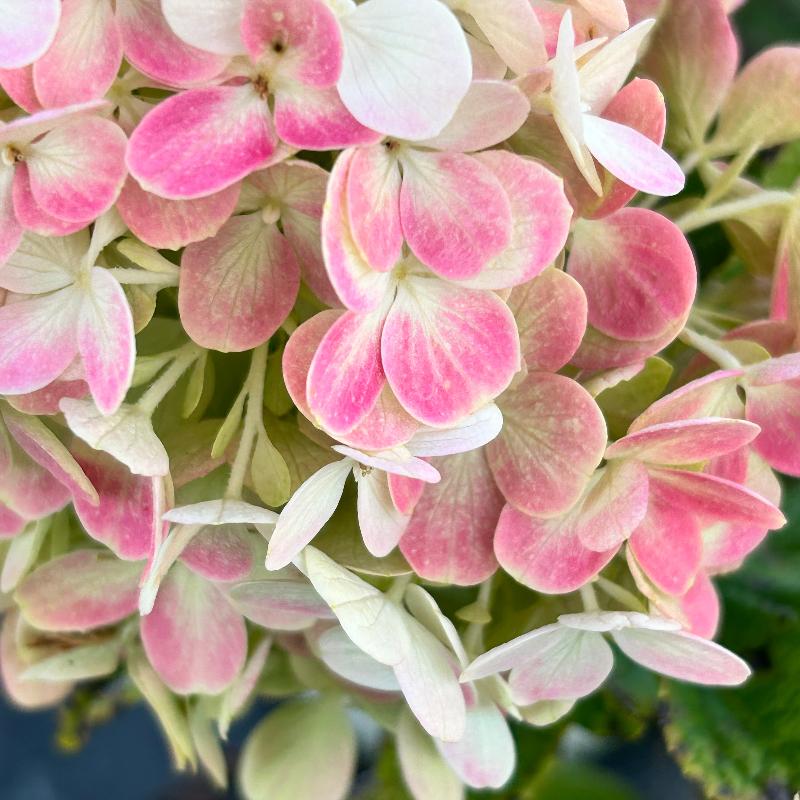 Little Lime Punch Hydrangea with green white pink and red flowers
