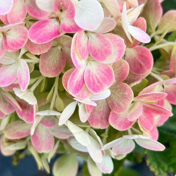Little Lime Punch Hydrangea with green white pink and red flowers