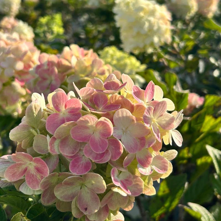 Little Lime Punch Hydrangea with green white pink and red flowers