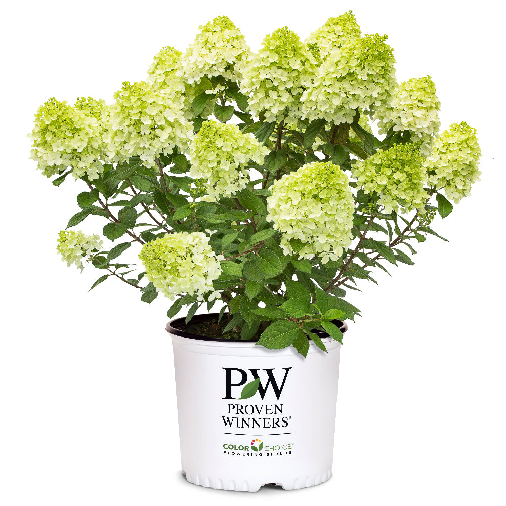 Little Lime Punch Hydrangea with green white pink and red flowers