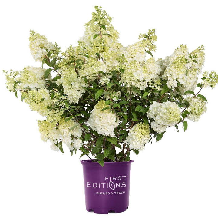 Strawberry Sundae Hydrangea with white flowers aging pink and red