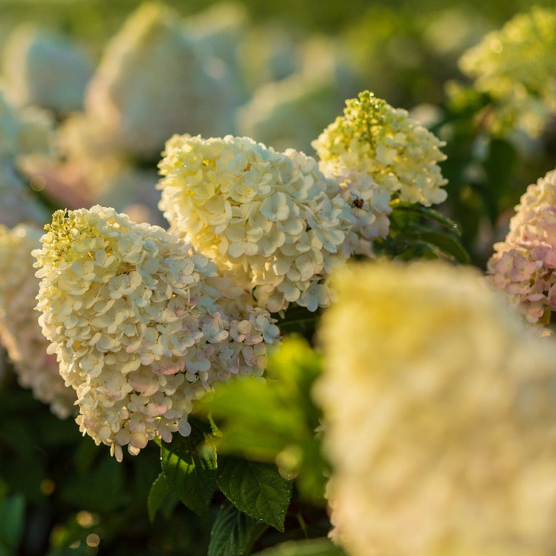 Hydrangea p. Strawberry Sundae®