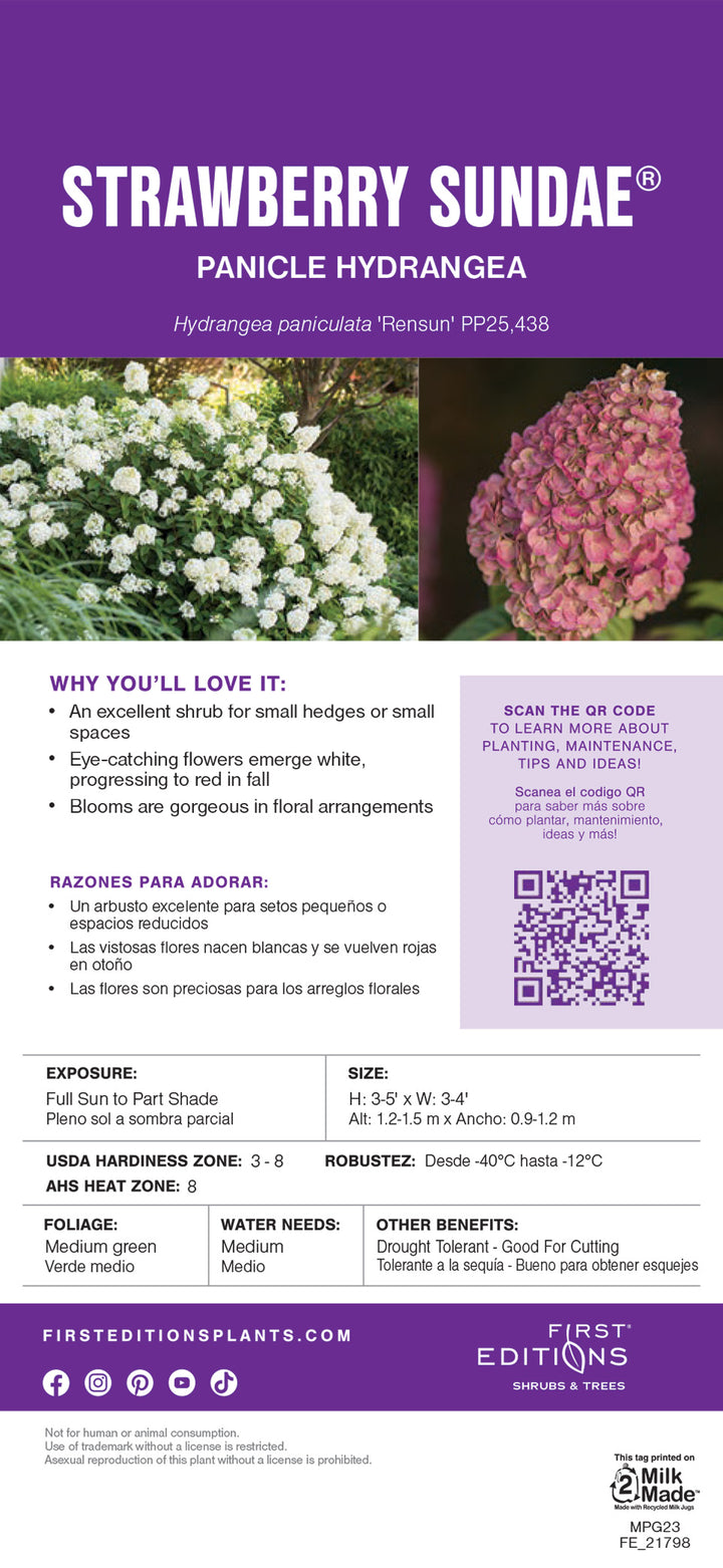 Strawberry Sundae Hydrangea with white flowers aging pink and red