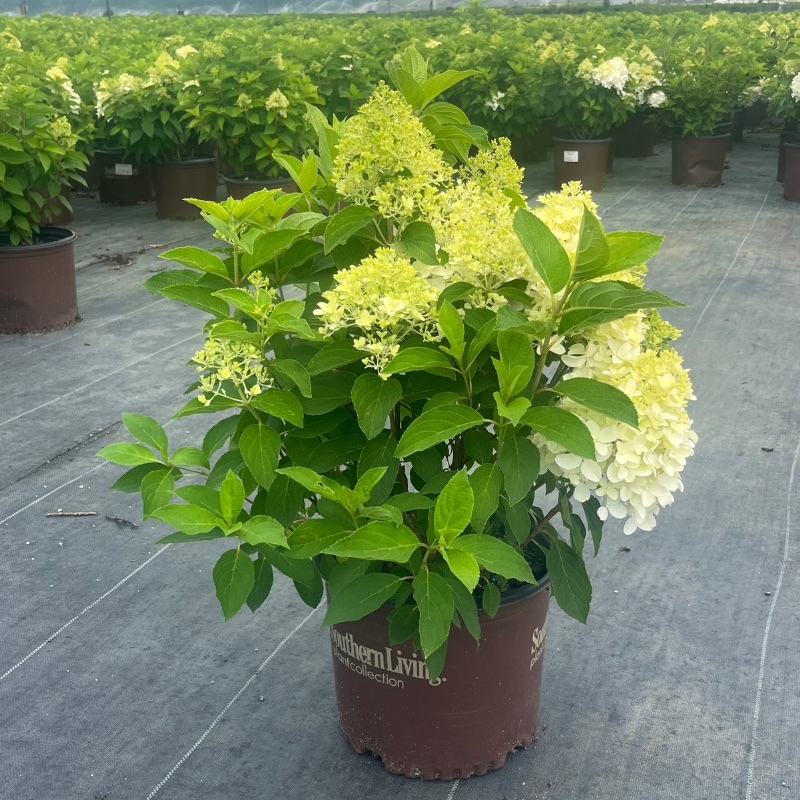 White Wedding Hydrangea with large creamy white panicle flowers