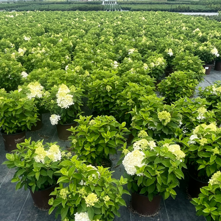 White Wedding Hydrangea with large creamy white panicle flowers