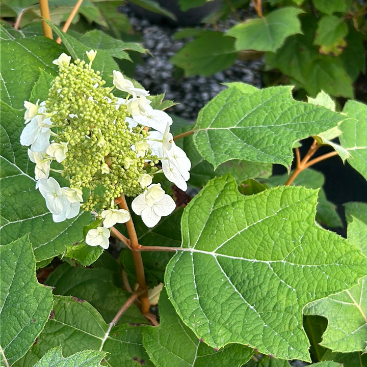 Alice Oakleaf Hydrangea with white panicles and oak shaped leaves