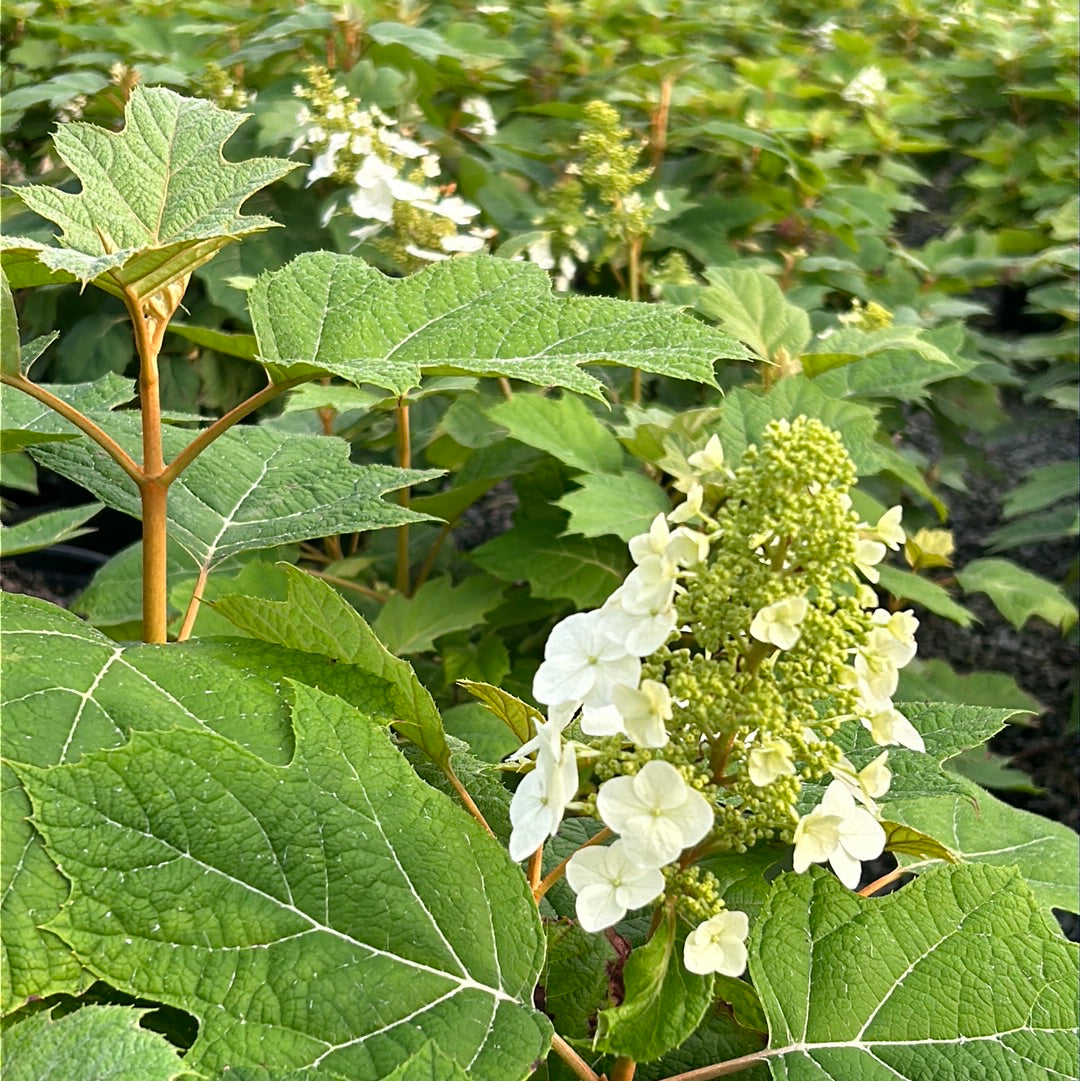 Alice Oakleaf Hydrangea with white panicles and oak shaped leaves