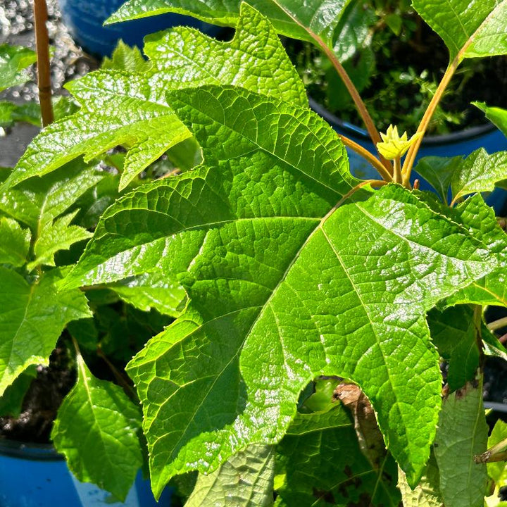 Hydrangea q. Toy Soldier™ | GoBuyPlants