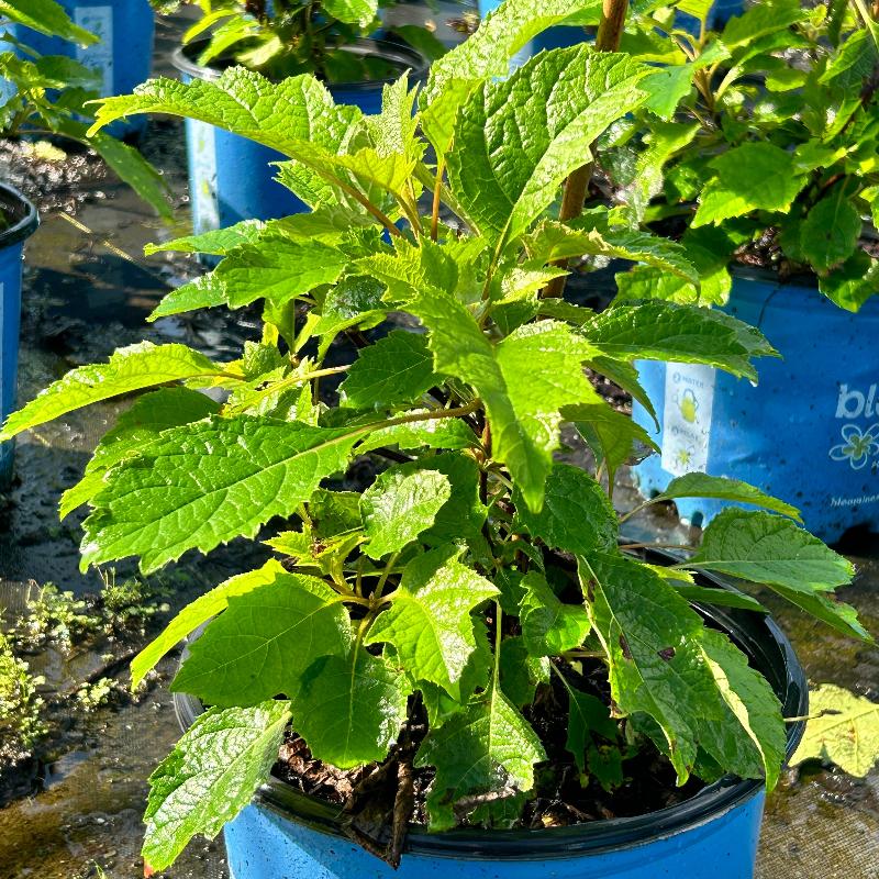 Hydrangea q. Toy Soldier™ | GoBuyPlants