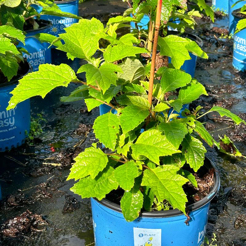 Toy Soldier Oakleaf Hydrangea with white panicles and red fall foliage