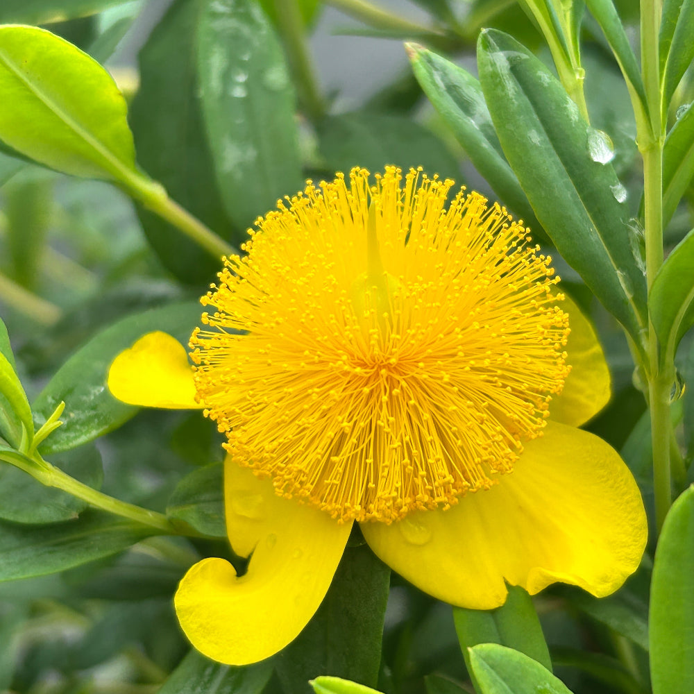 Sunburst St John's Wort with yellow flowers and blue green foliage