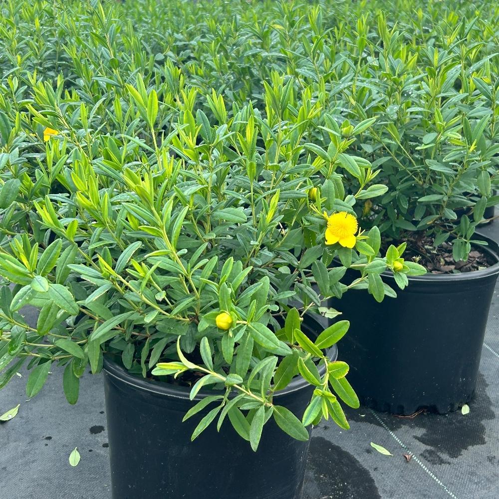 Sunburst St John's Wort with yellow flowers and blue green foliage