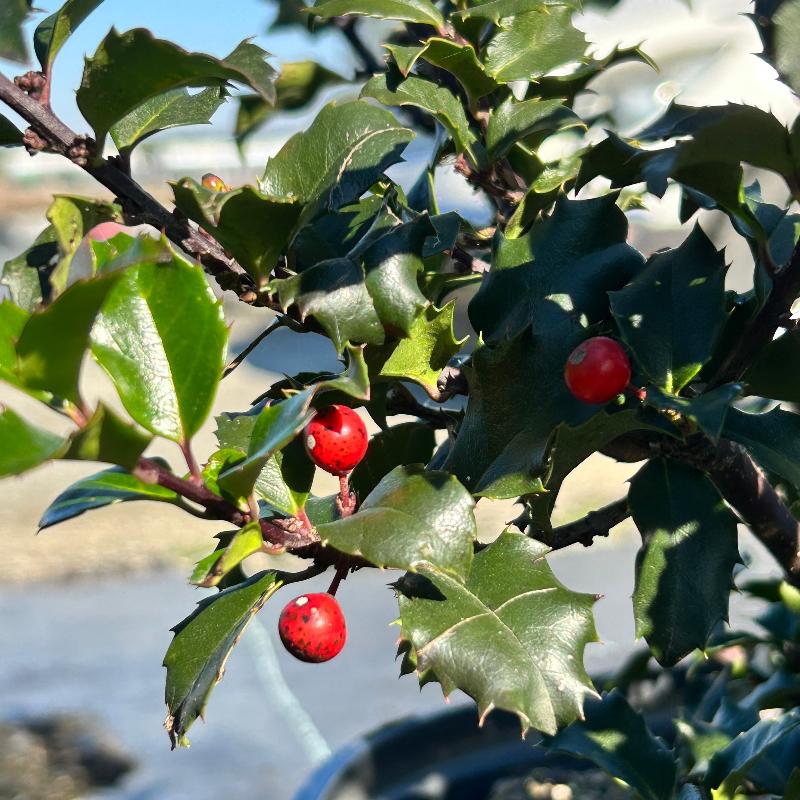 Blue Princess Ilex shrub with glossy dark green leaves and blue-tinged new growth, shown in a 3-gallon pot.