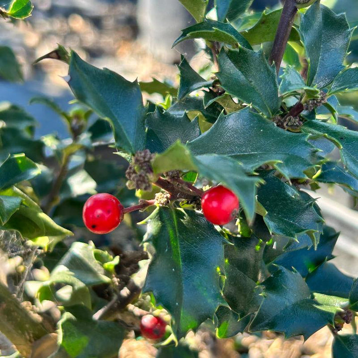 Ilex Blue Princess