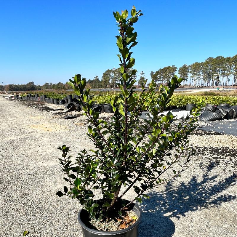 Blue Princess Ilex shrub, a vibrant evergreen shrub with dense blue-green foliage, suitable for landscaping or garden planting.