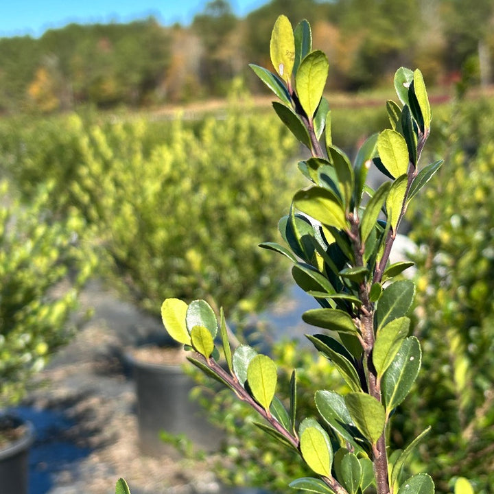 Compact Japanese Holly with small dark green evergreen leaves