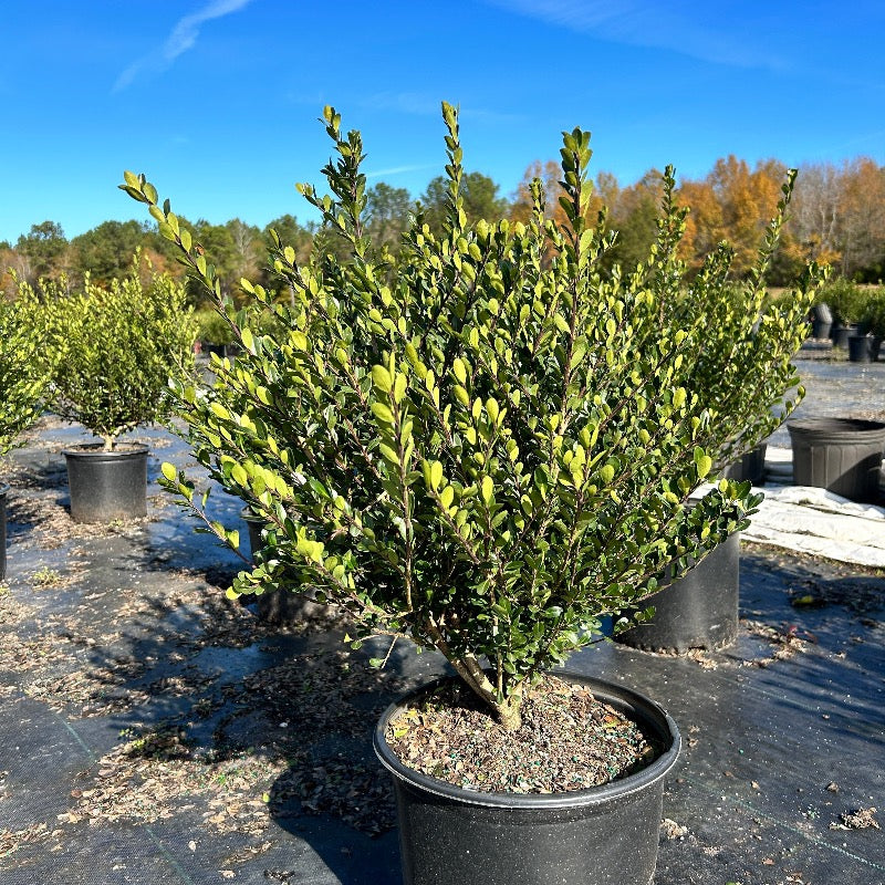 Compact Japanese Holly with small dark green evergreen leaves