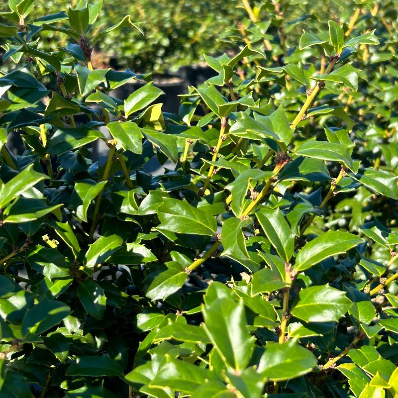 China Girl Holly with glossy foliage and bright red winter berries
