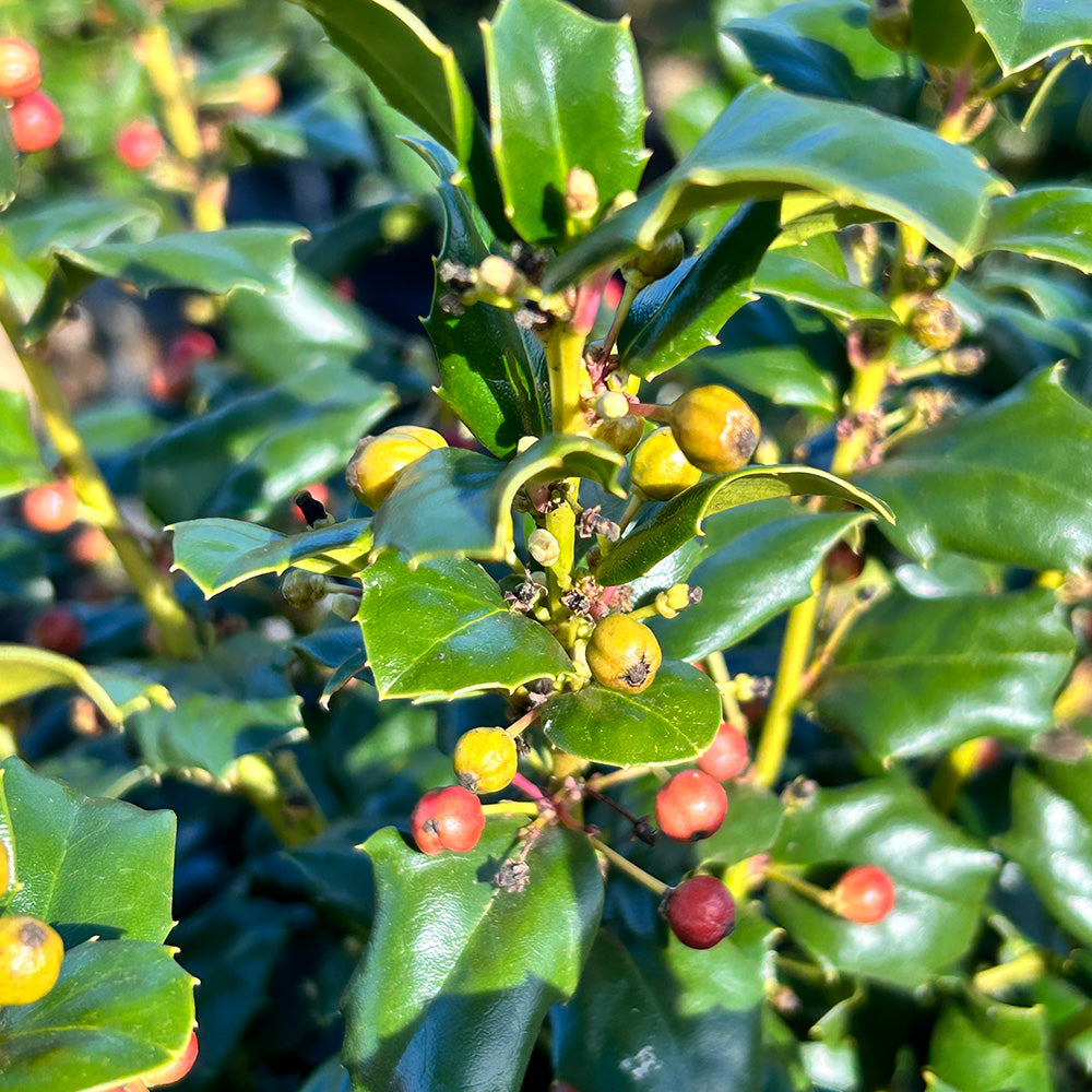 China Girl Holly with glossy foliage and bright red winter berries