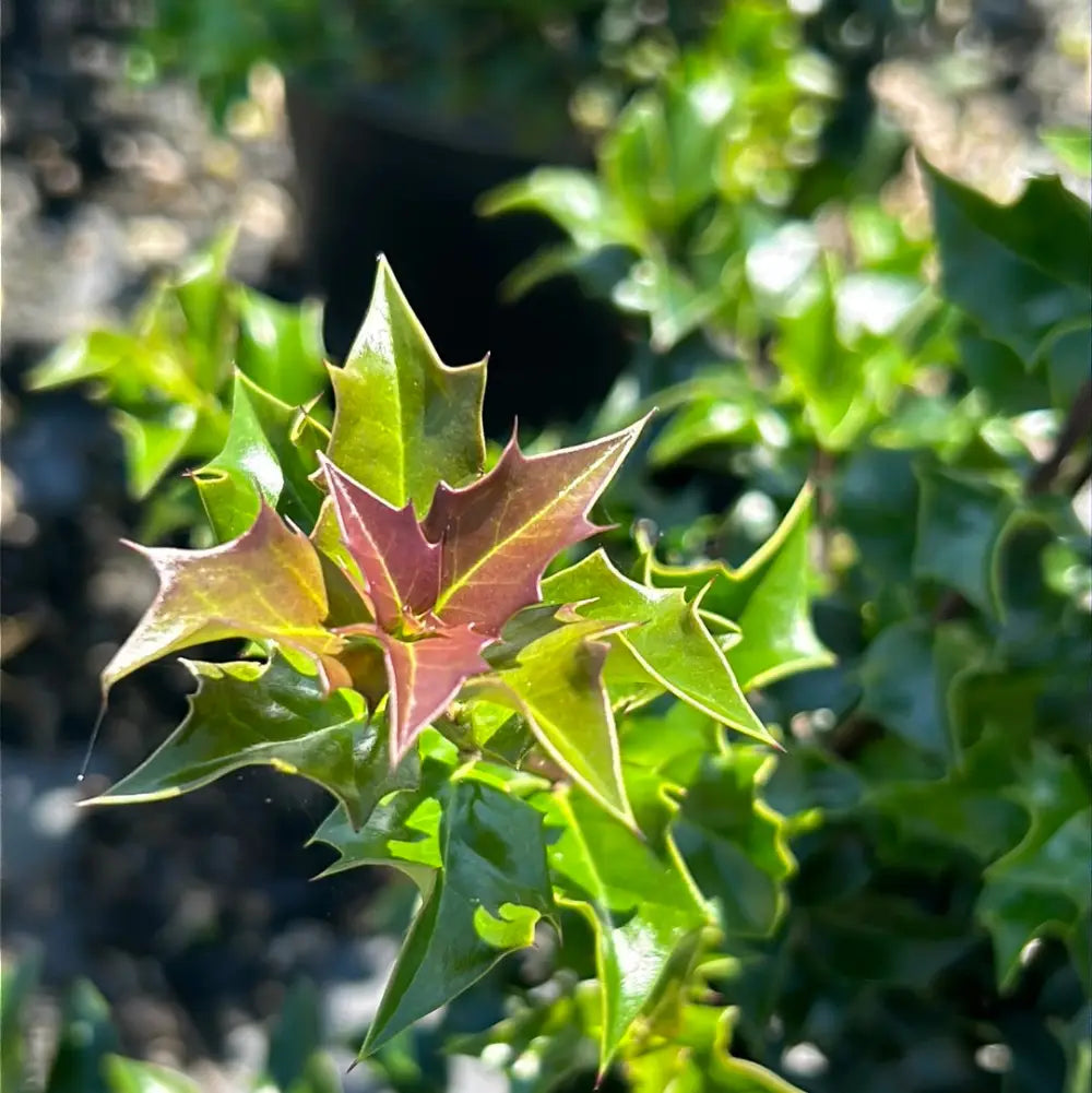 Dragon Lady Holly with narrow pyramidal foliage and scarlet red berries