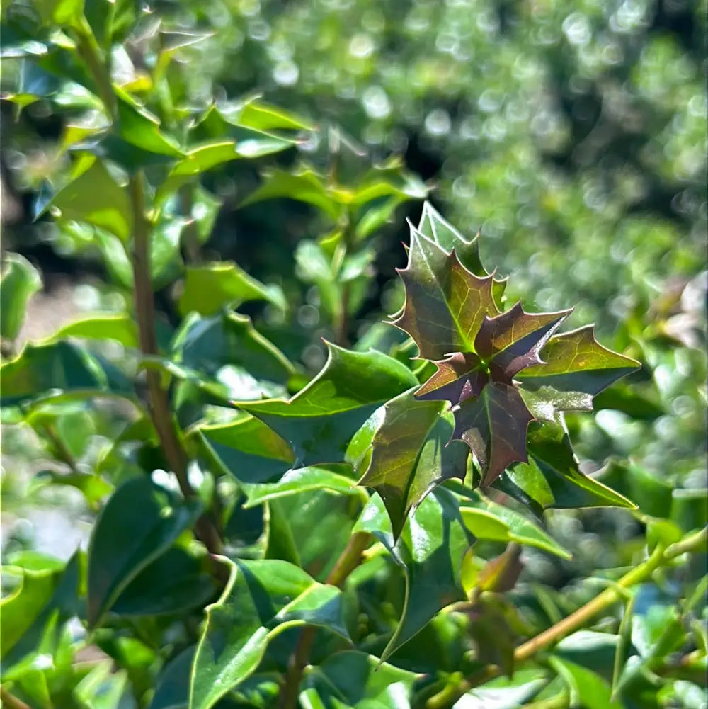 Dragon Lady Holly with narrow pyramidal foliage and scarlet red berries