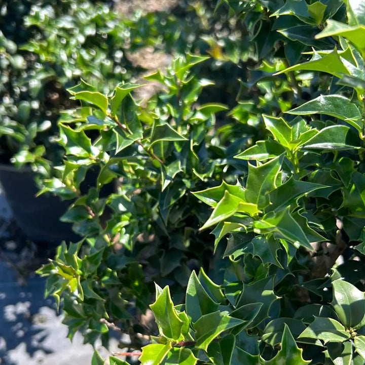 Dragon Lady Holly with narrow pyramidal foliage and scarlet red berries