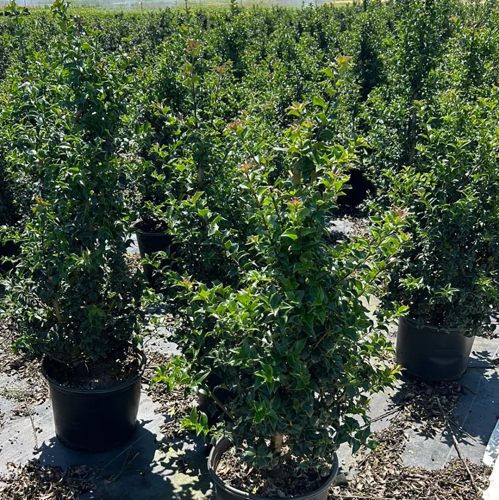Dragon Lady Holly with narrow pyramidal foliage and scarlet red berries