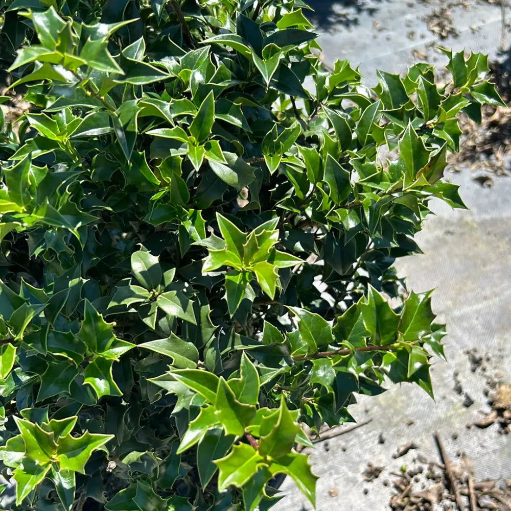 Dragon Lady Holly with narrow pyramidal foliage and scarlet red berries