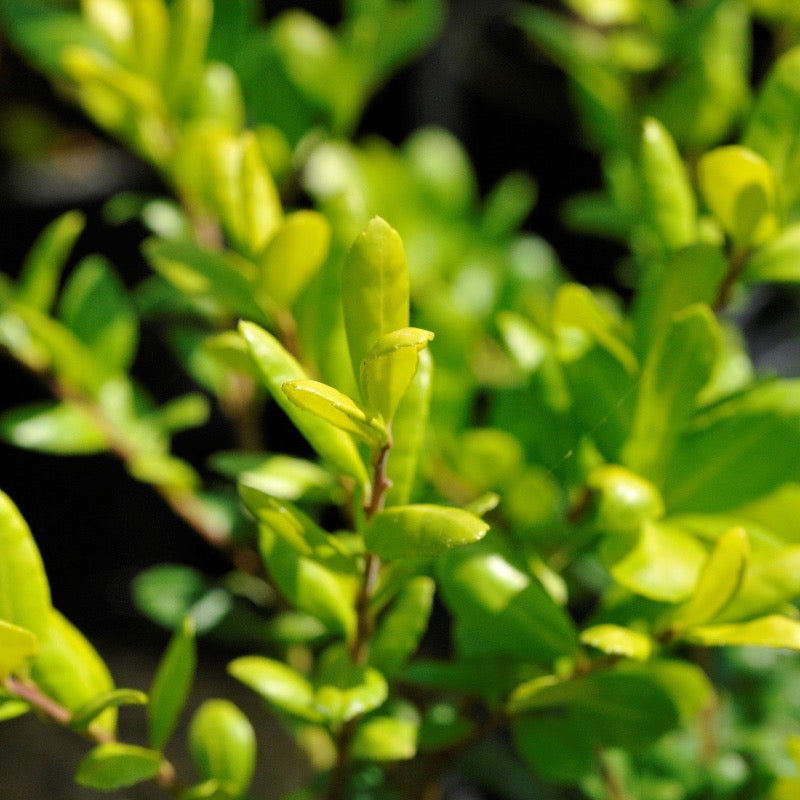 Drops of Gold Holly with gold and yellow green variegated foliage
