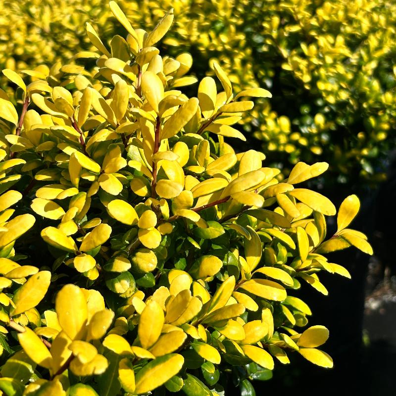 Drops of Gold Holly with gold and yellow green variegated foliage
