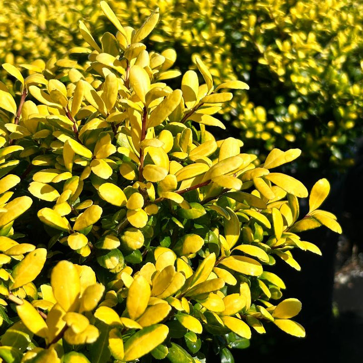 Ilex Drops of Gold | GoBuyPlants