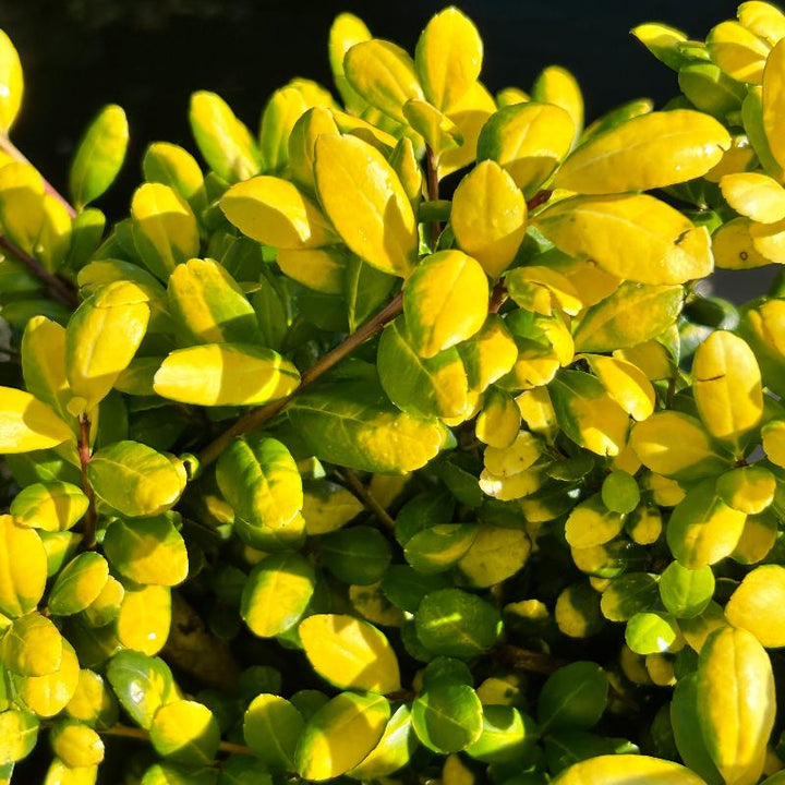 Drops of Gold Holly with gold and yellow green variegated foliage