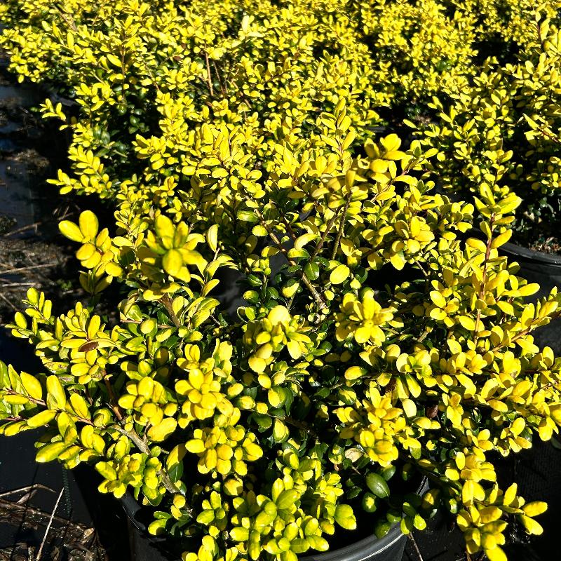 Drops of Gold Holly with gold and yellow green variegated foliage