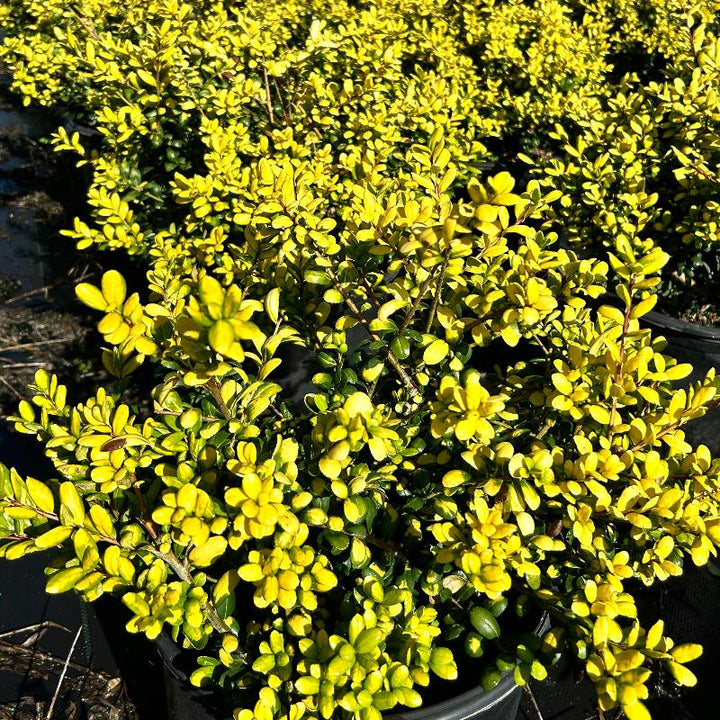 Drops of Gold Holly with gold and yellow green variegated foliage