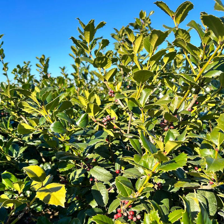 Emily Bruner Holly with glossy green foliage and bright red berries