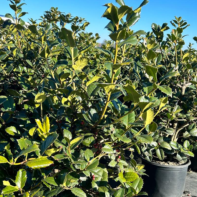Emily Bruner Holly with glossy green foliage and bright red berries