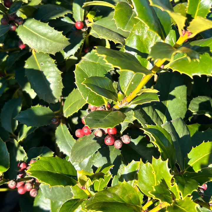 Emily Bruner Holly with glossy green foliage and bright red berries