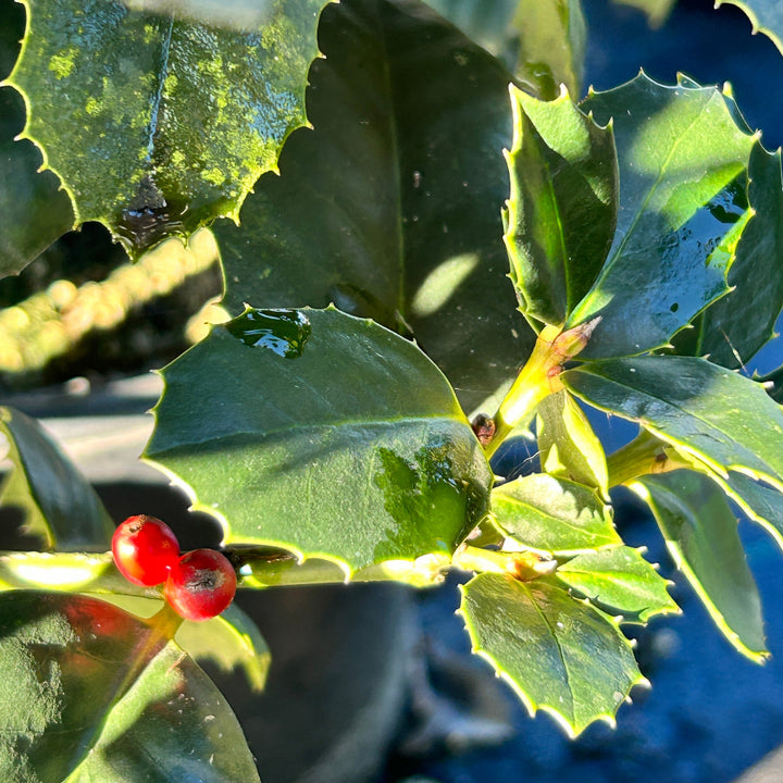 Emily Bruner Holly with glossy green foliage and bright red berries