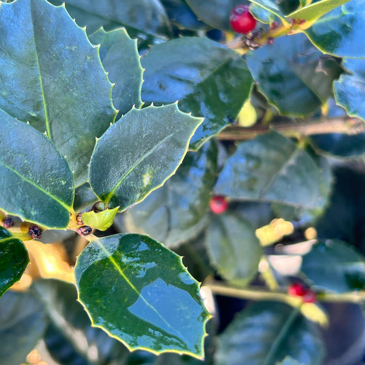 Emily Bruner Holly with glossy green foliage and bright red berries