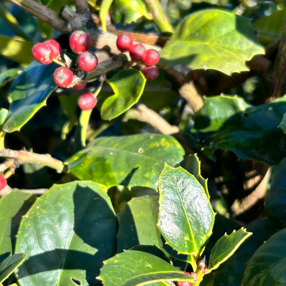 Emily Bruner Holly with glossy green foliage and bright red berries