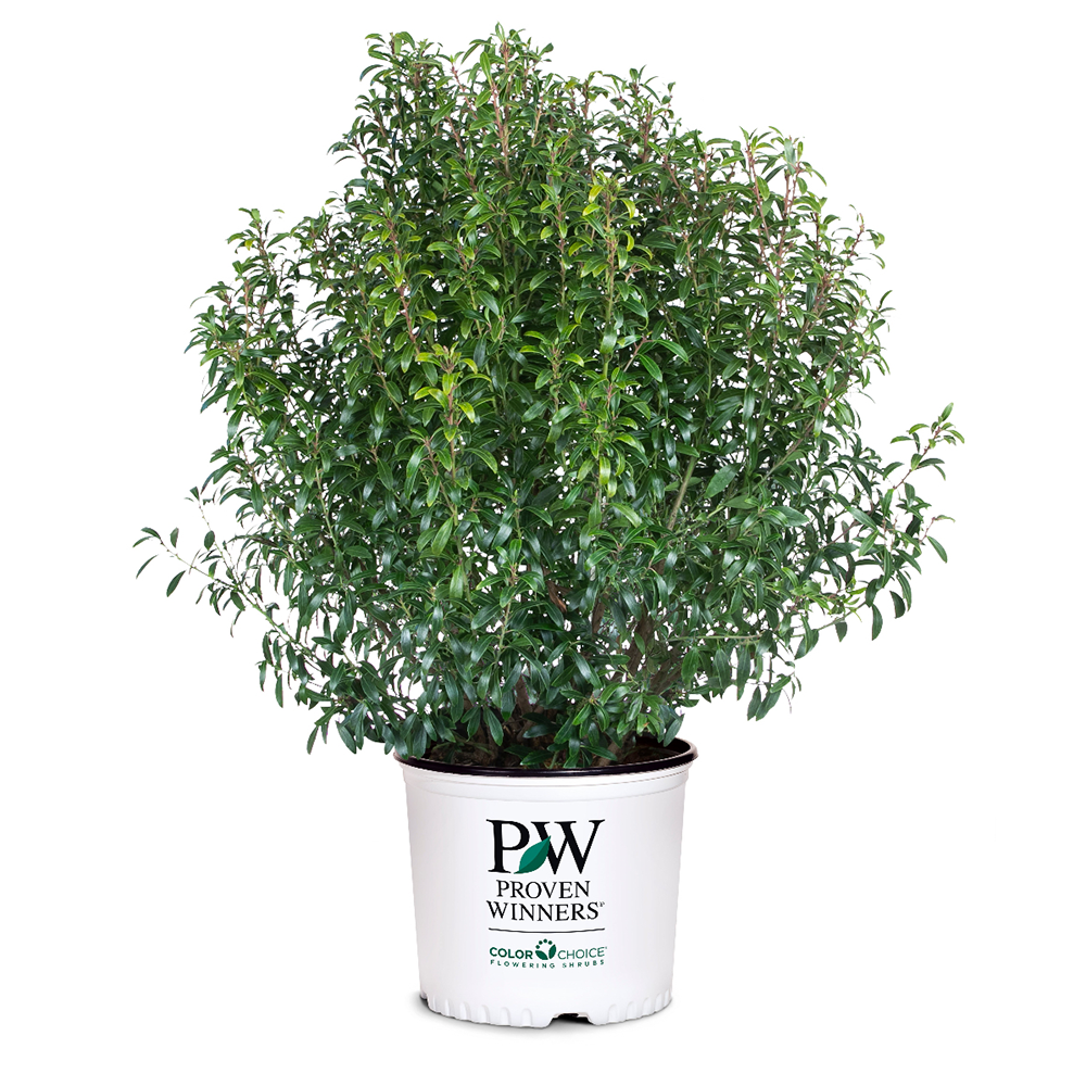 Gem Box Inkberry Holly with compact globe shaped dark green foliage
