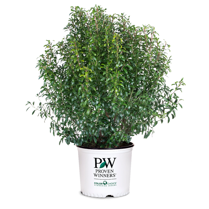 Gem Box Inkberry Holly with compact globe shaped dark green foliage