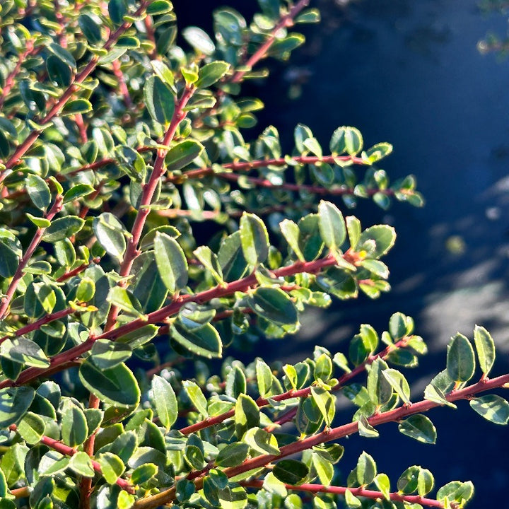 3-gallon Ilex Golden Helleri shrub, an evergreen shrub with vibrant golden foliage, from GoBuyPlants.