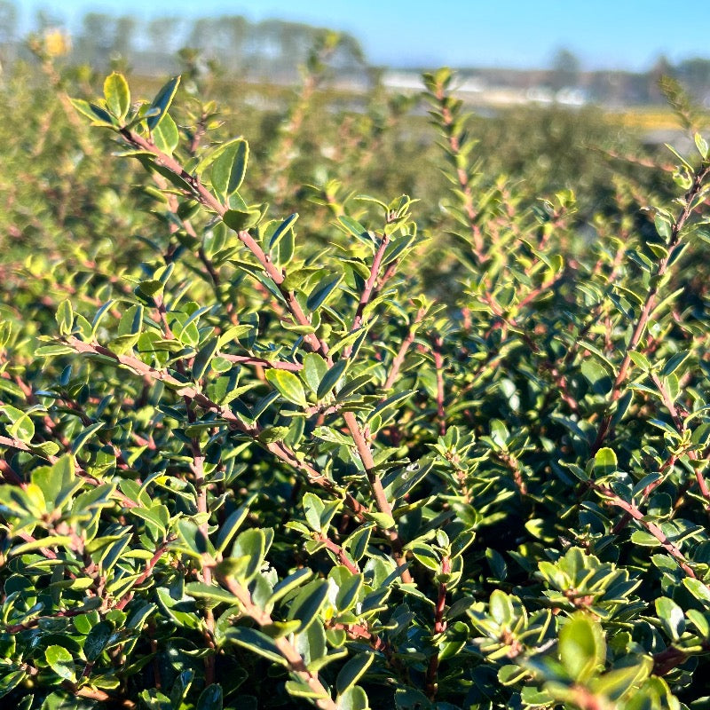 Three-gallon Ilex Golden Helleri shrub, an evergreen shrub with vibrant golden foliage, from GoBuyPlants.