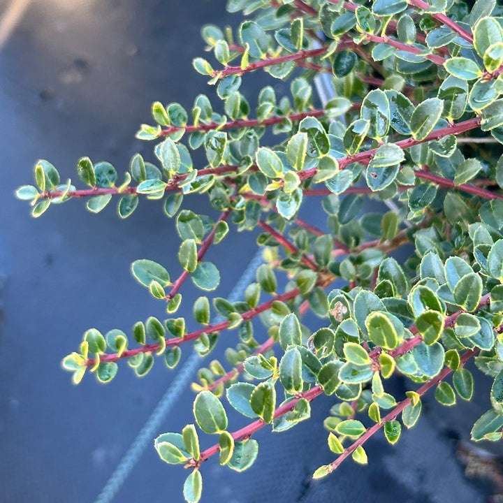 3-gallon Ilex Golden Helleri shrub, an evergreen shrub with vibrant yellow foliage, perfect for landscaping and garden decoration.