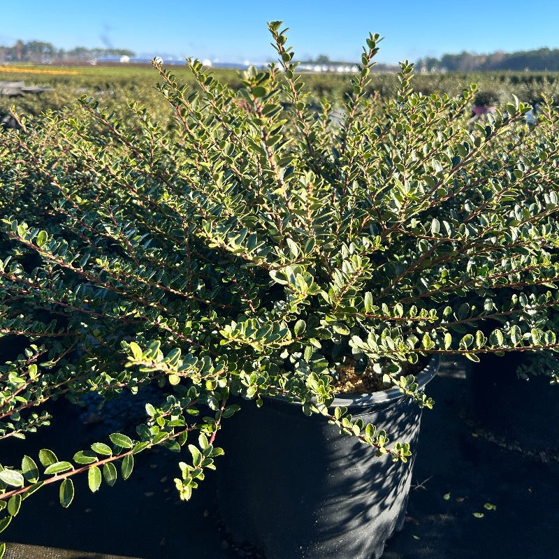 3-gallon Ilex Golden Helleri shrub, an evergreen shrub with vibrant yellow-green foliage, perfect for garden landscaping.