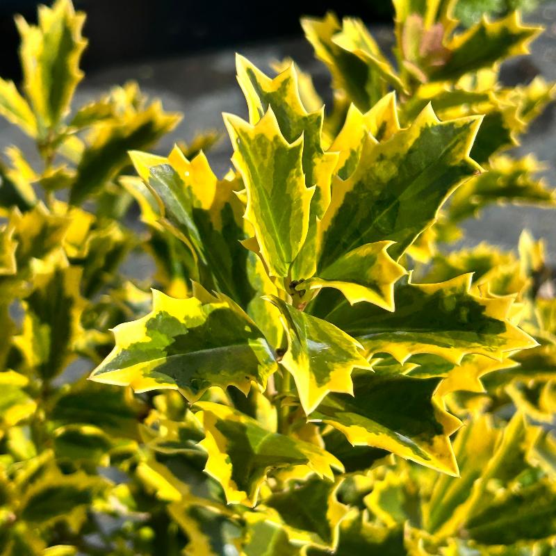 Golden Oakland Holly with oak shaped golden and green foliage