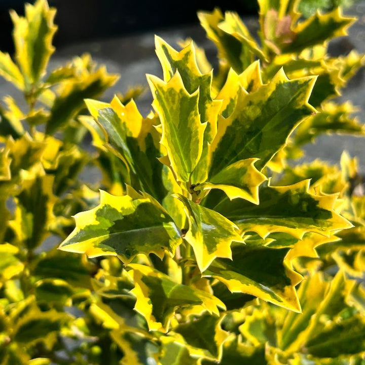 Golden Oakland Holly with oak shaped golden and green foliage